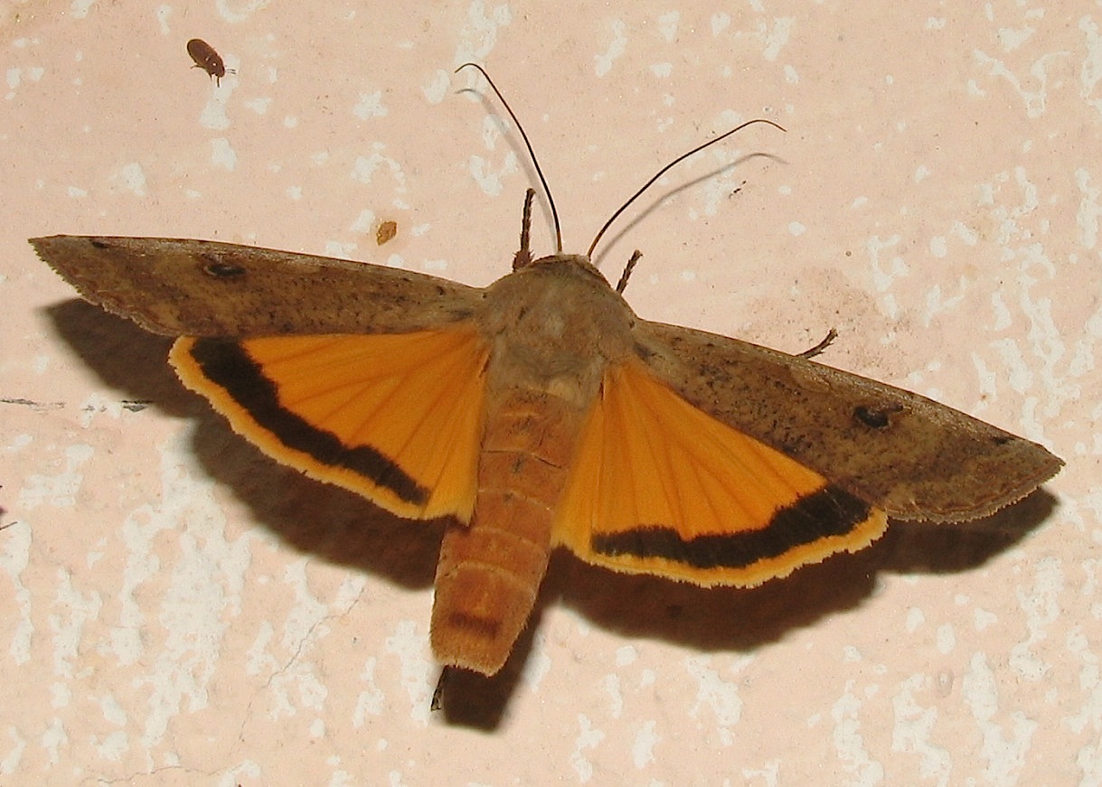 Noctua pronuba (Linnaeus, 1758)